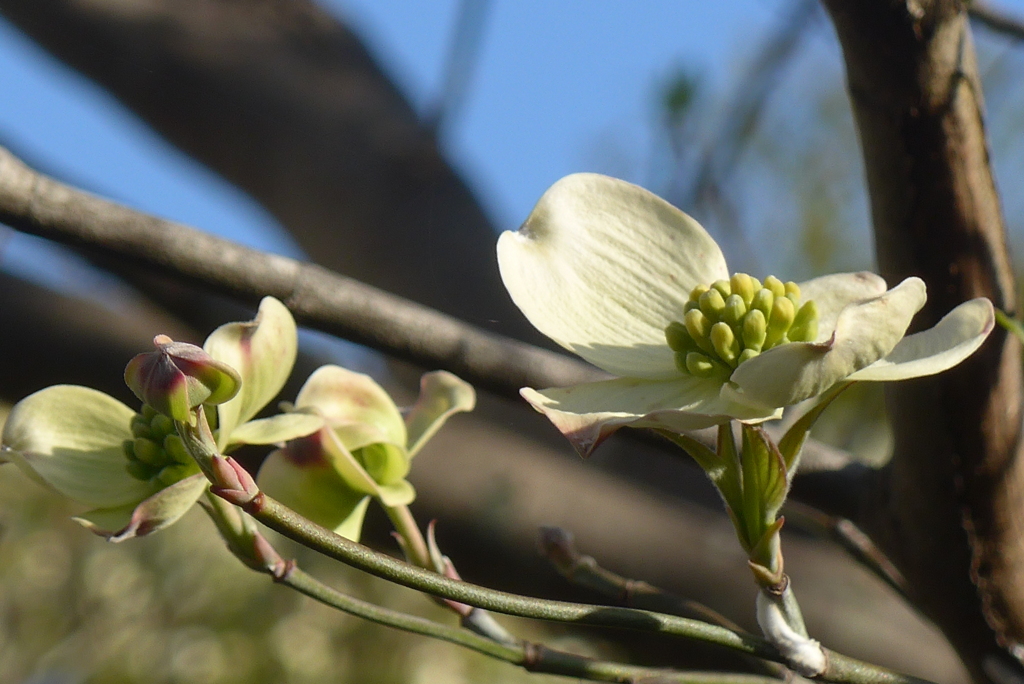 P1210657　ハナミズキ