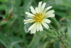 P1310340　アキノノゲシ