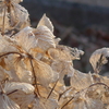P1370314　枯れ紫陽花