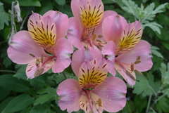 P1220408　アルストロメリア