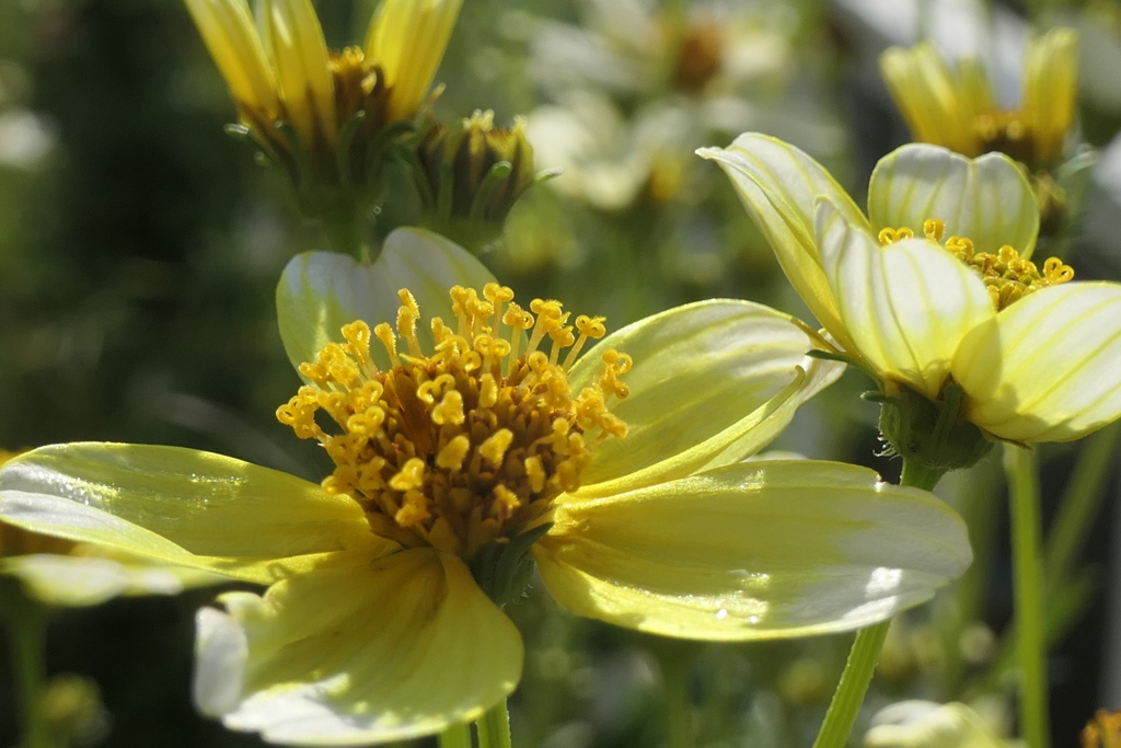 P1080904　ウインターコスモス