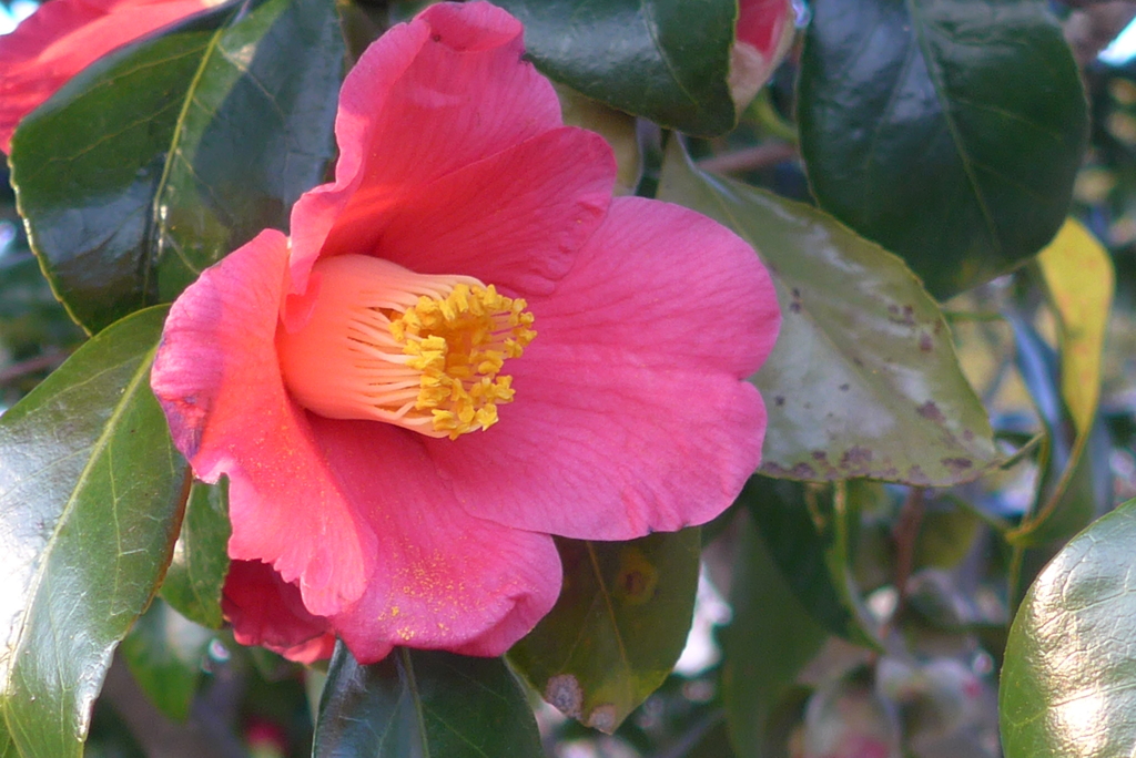 P1260056　控えめなやさしさ（花言葉）