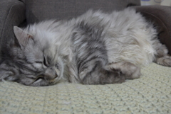 P1170128　ねむりねこ