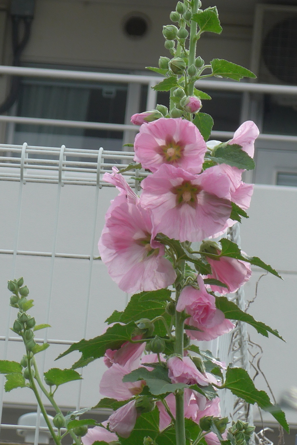 P1220728　タチアオイ