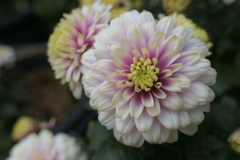 P1069494　菊