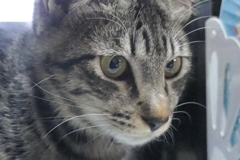 P1080812　見つめる