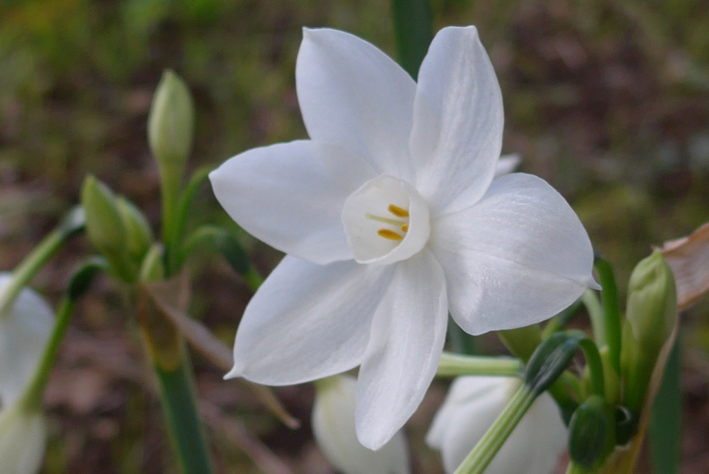 P1390334　スイセン