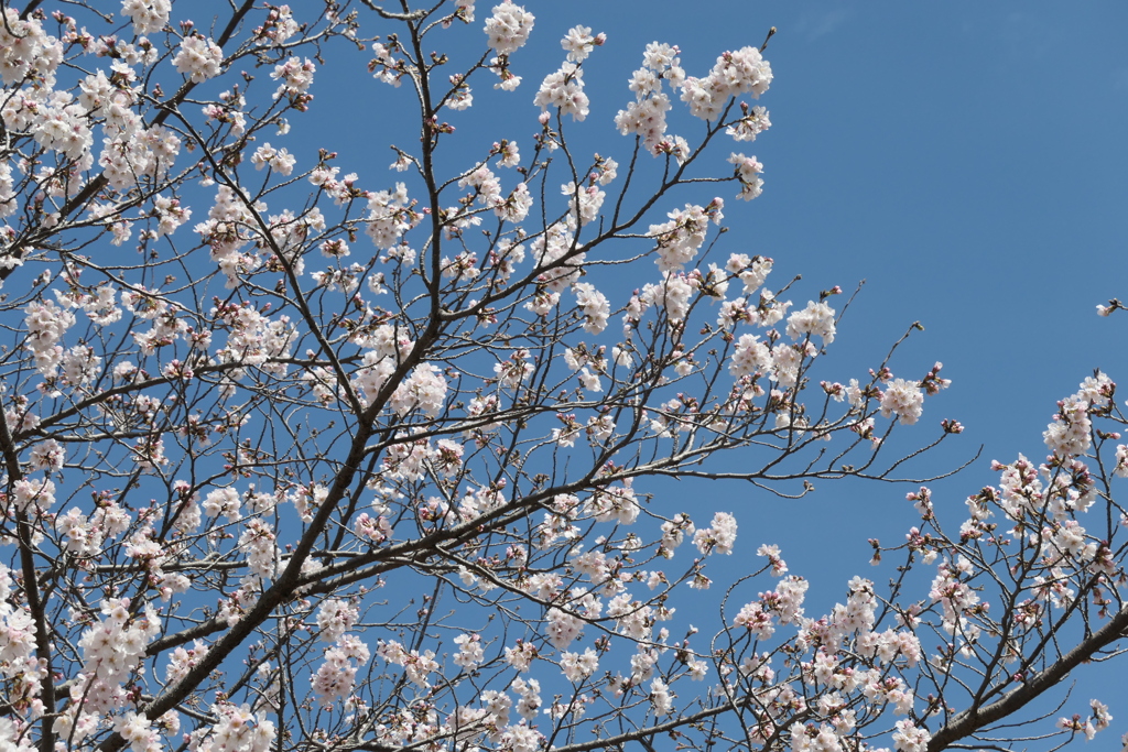 P1023516　青い空と白いサクラ