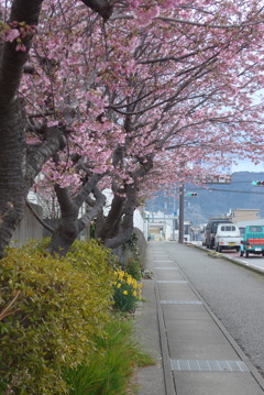 P1320133　桜の歩道