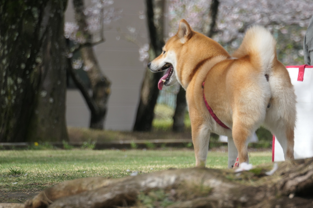 P1057944　お花見柴君
