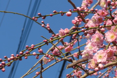 P1370459　しだれ梅
