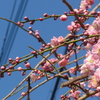 P1370459　しだれ梅