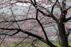 P1000759　河津桜の樹
