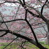 P1000759　河津桜の樹