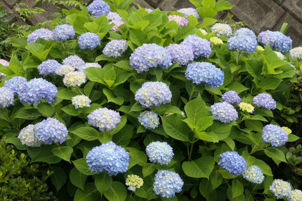 P1045812　紫陽花