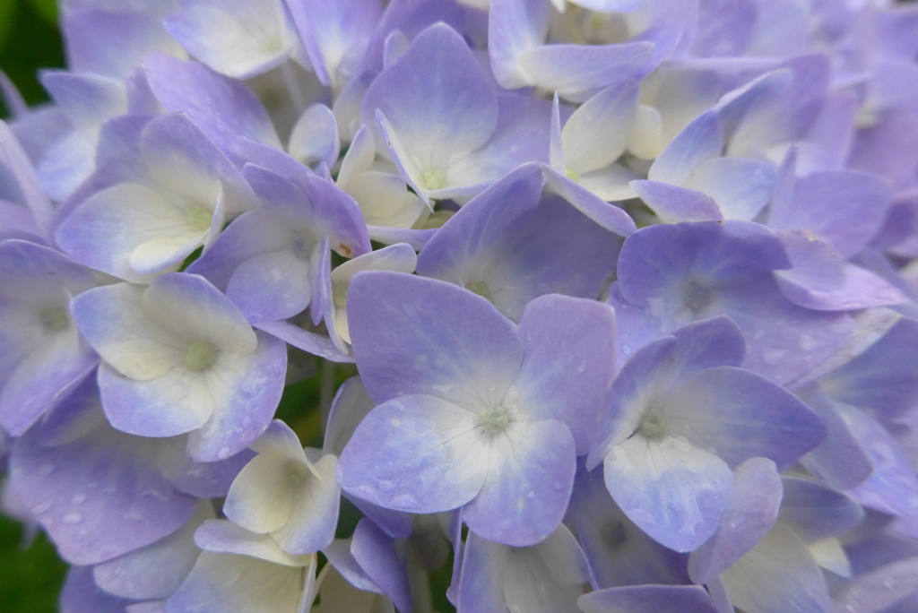 P1230092　あじさい