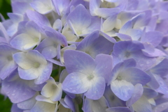 P1230092　あじさい