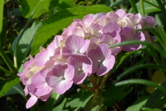 P1090899   あじさい