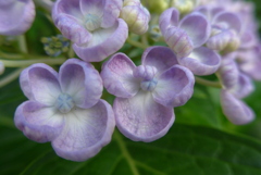 P1300433　ポップコーン