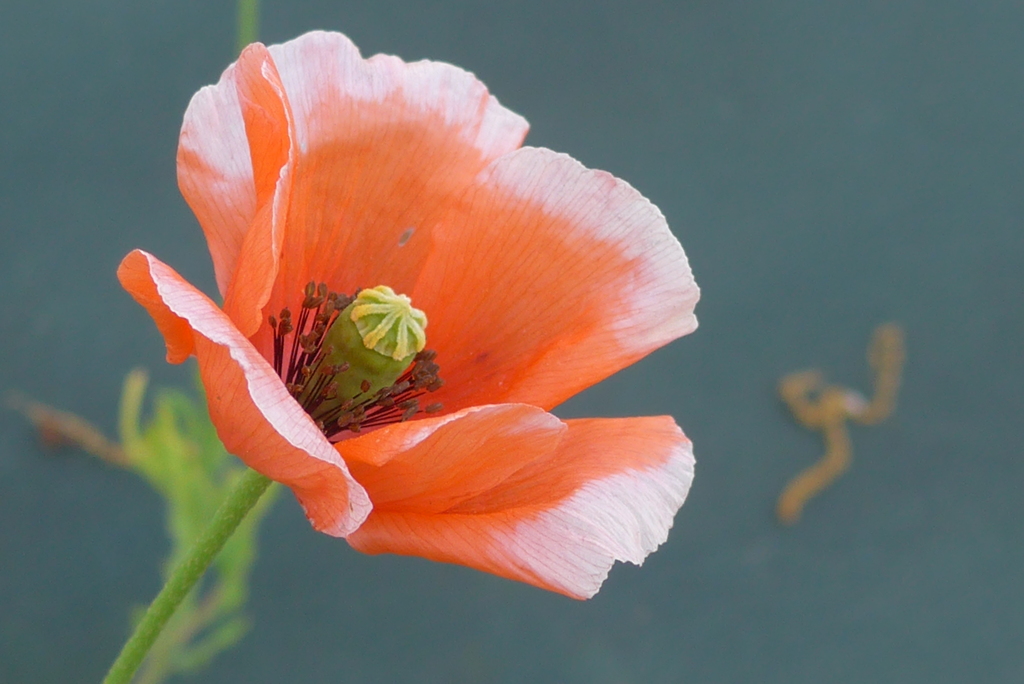 P1220291　ナガミヒナゲシ