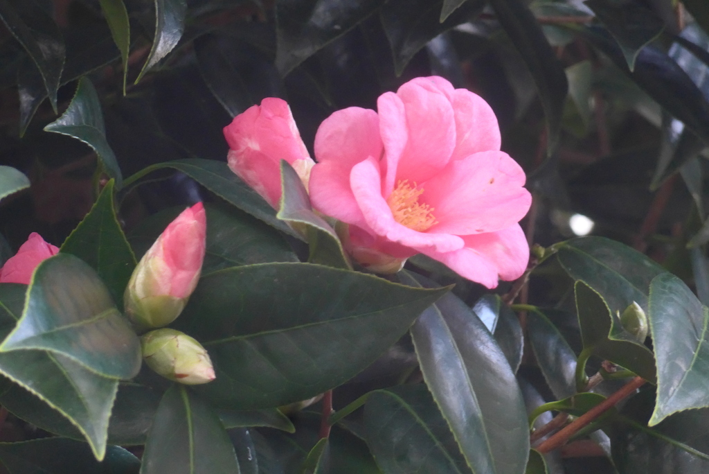 P1310913　つばき