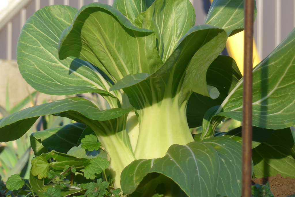 P1390407　チンゲンサイ