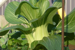 P1390407　チンゲンサイ