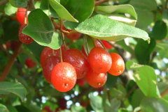 P1230385　グミの実