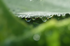 P1068943　蜘蛛の糸と雫