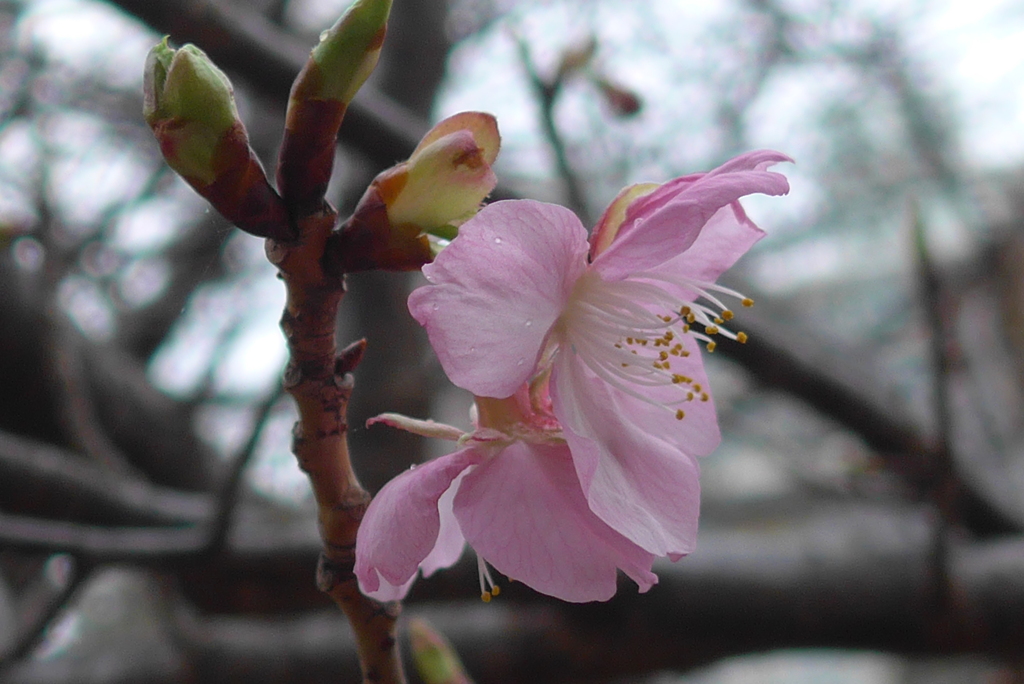 P1250830　河津桜