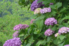 P1380739　アジサイ