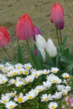P1210285　春～♪