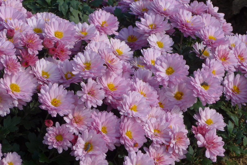 P1250541　小菊