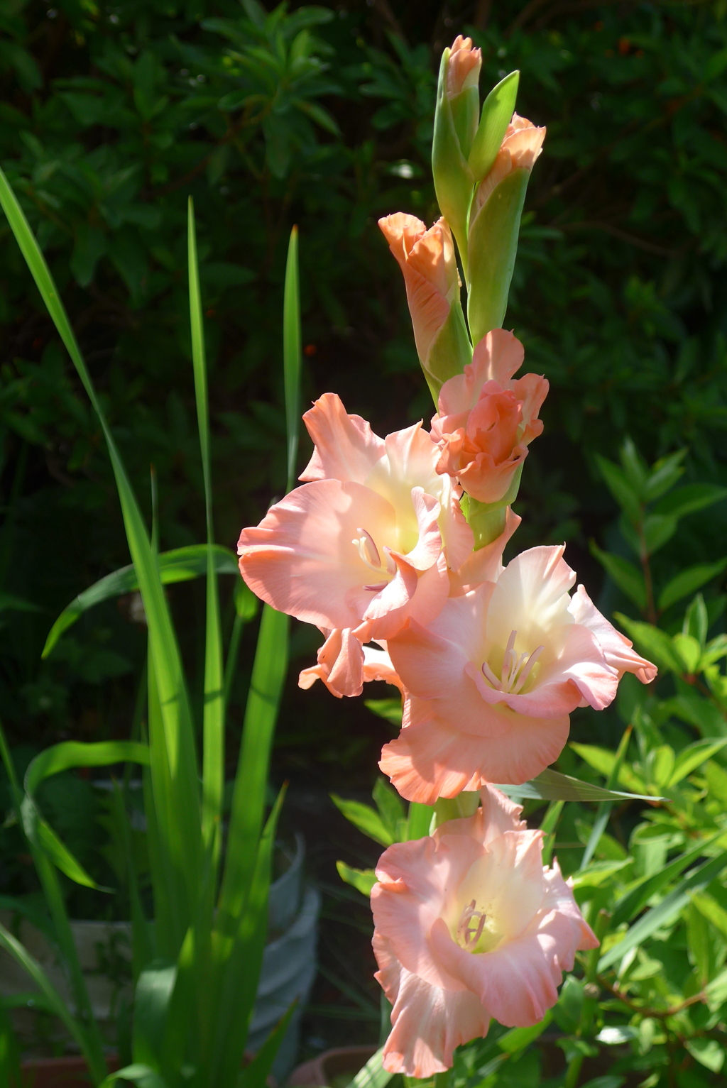 P1230922　思い出（花言葉）