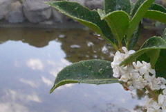 P1250280　水辺のヒイラギモクセイ