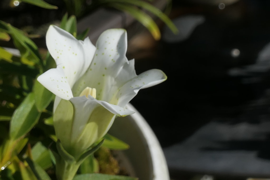 P1034681　りんどう