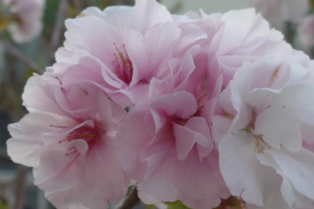 P1260629　八重桜