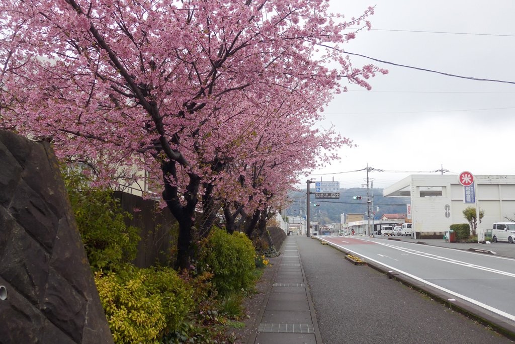 P1370541_edited　桜の散歩道
