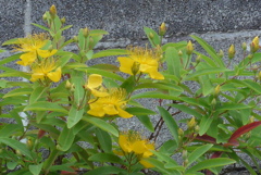 P1230103　キンシバイ