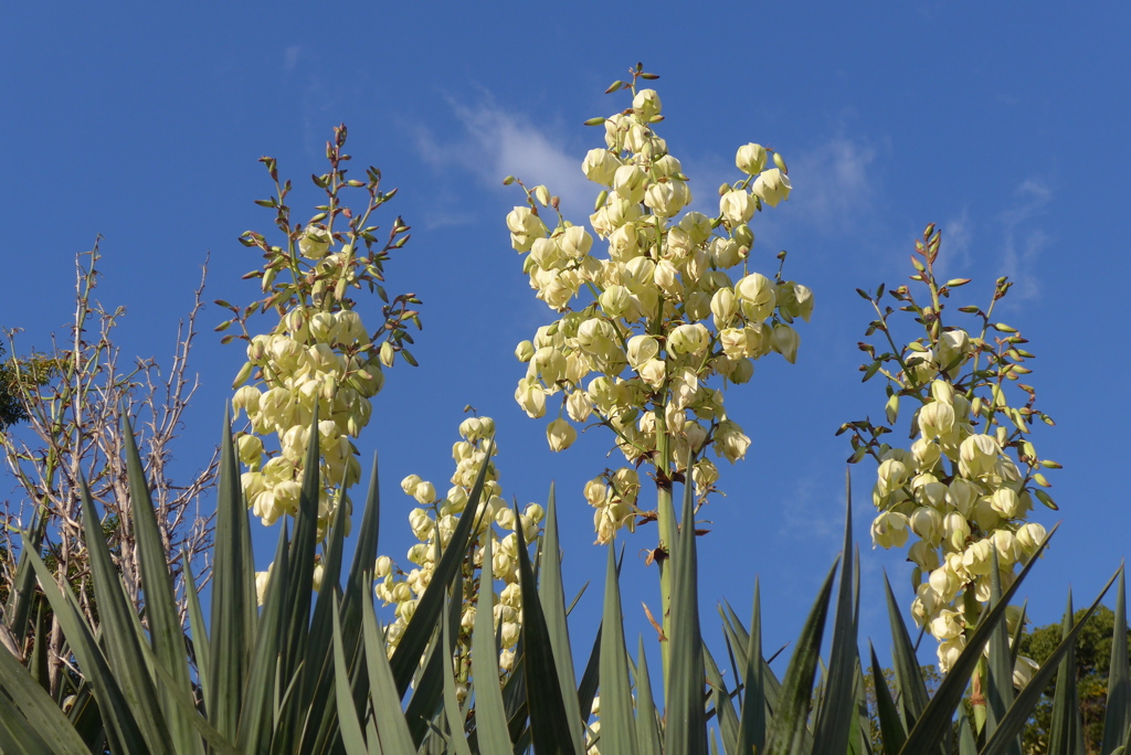 P1250209　青い空と