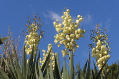 P1250209　青い空と