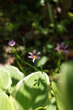 R0352418　小さな花の影