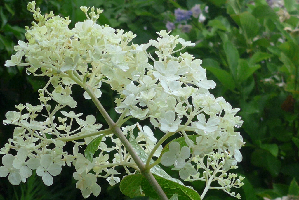 P1100567　遅咲きアジサイ