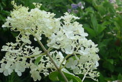 P1100567　遅咲きアジサイ