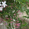 P1057987　風香る