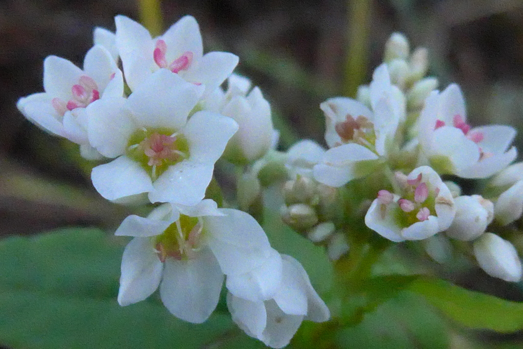 P1330106　ソバの花