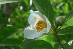 P1380759　夏椿