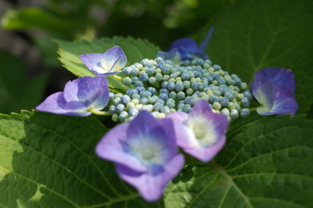 R0353169 　紫陽花