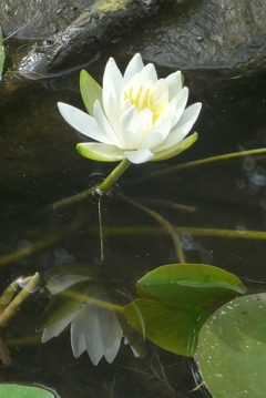 P1300908　いつもの公園で