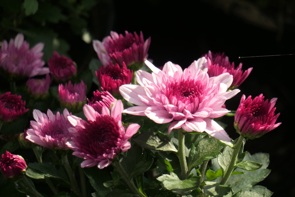 P1069423　菊